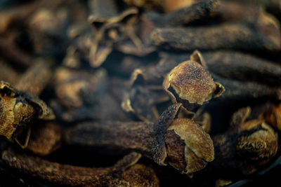 Close-up of dried leaves on plant