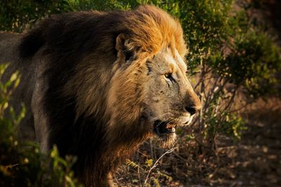 Close-up of a lion looking away