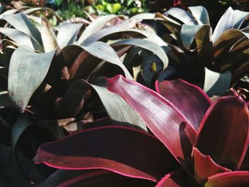 Close-up of red leaves on plant