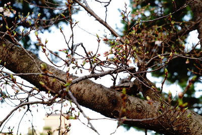 Low angle view of tree branches