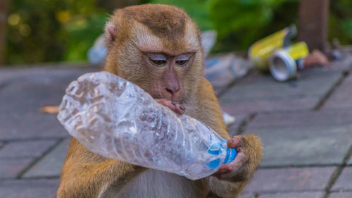 The macaque monkeys of monkey hill, phuket.