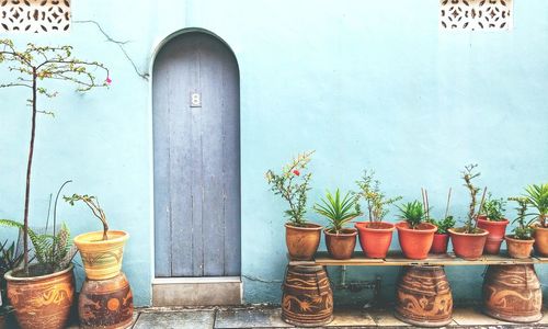 Potted plants in balcony