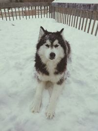 High angle portrait of dog on snow