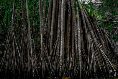 Full frame shot of bamboo trees in forest