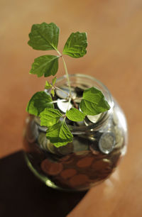 Close-up of plant in glass on table