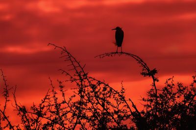 Silhouette bird perching on branch against orange sky