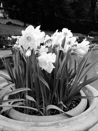 Close-up of flowers blooming in park