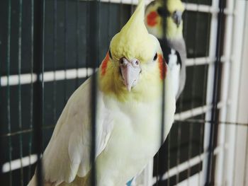 Close-up of parrot in cage