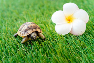 Close-up of an isolated young hermann turtle on a synthetic grass with frangipani flower. copy space
