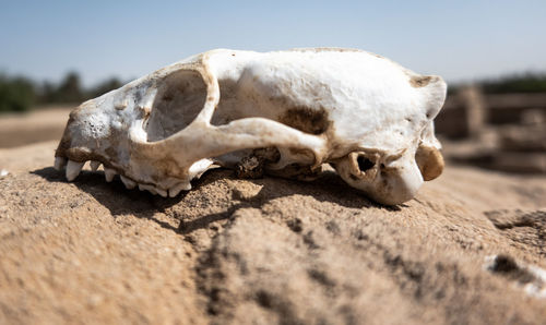 Skull of a predator on a rock in the desert