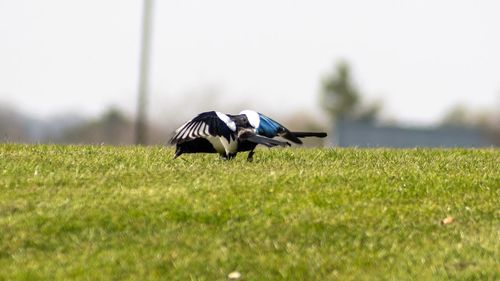 Side view of a bird on grass