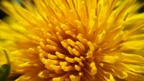 Close-up of yellow flower