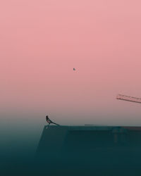 Low angle view of bird against clear sky during sunset