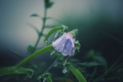 Close-up of wet flower