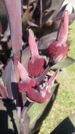 Close-up of pink flowers