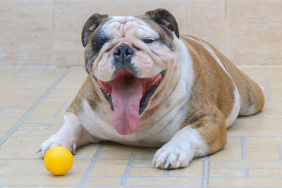 Dog lying down on floor