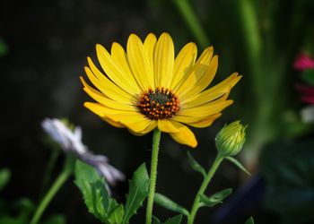 Close-up of honey bee on yellow flower