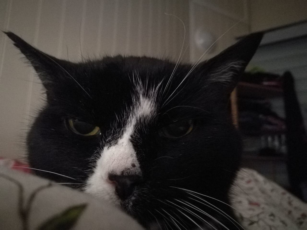 CLOSE-UP PORTRAIT OF CAT RELAXING ON BED