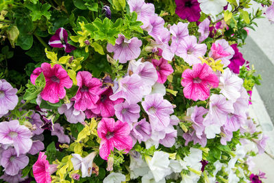 Close-up of pink flowers blooming outdoors