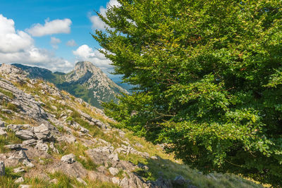 Scenic view of tree mountain against sky
