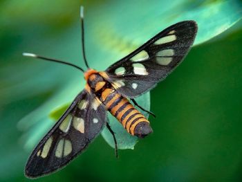 Close-up of butterfly pollinating flower