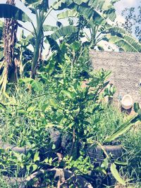 Plants and trees