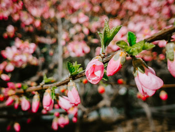 Close-up of pink cherry blossoms in spring