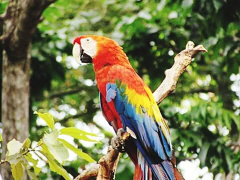 animal themes, bird, animals in the wild, one animal, wildlife, perching, branch, focus on foreground, tree, close-up, parrot, nature, beak, beauty in nature, day, outdoors, multi colored, no people, full length, zoology