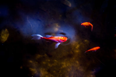 Close-up of koi carps swimming in water