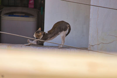 Cat sitting on wall