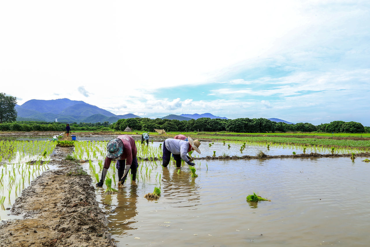 PEOPLE WORKING IN FARM