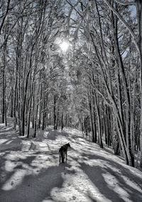 Dog in forest