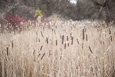 Close-up of stalks in field