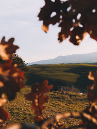 Plants growing on field against sky during sunset