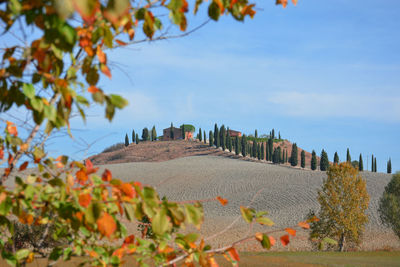 Scenic view of flowering plants and trees against sky