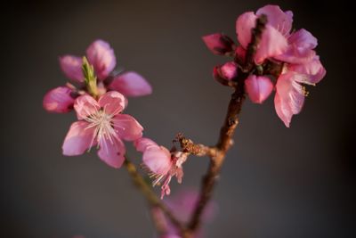 Close-up of pink cherry blossoms