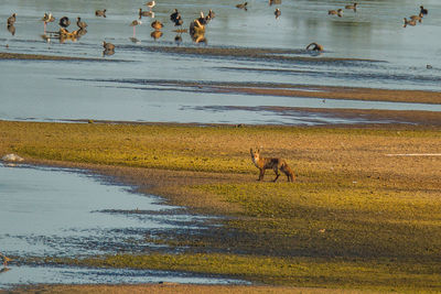 Fox standing at beach