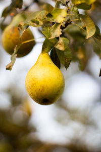 Close-up of fruit growing on tree