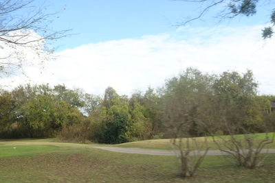 Trees on landscape against sky