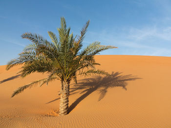 Palm tree in desert against sky