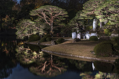 Autumn night light-up of big pine trees around a pond and the islet of the rikugien garden in tokyo.