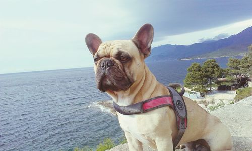 Close-up of dog looking away