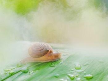 Close-up of snail