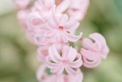 Beautiful light pink hyacinthus flowers with green leaves, retro vintage style, blurry background