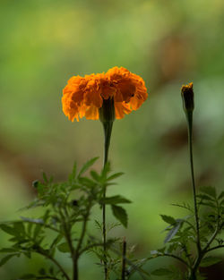 Marigold flower bloomed and ready to bloom