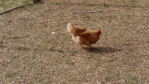 High angle view of rooster on ground