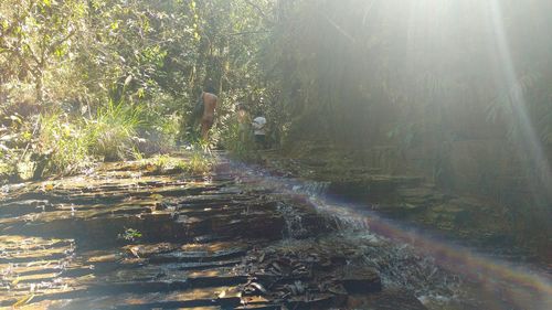 Water flowing in forest