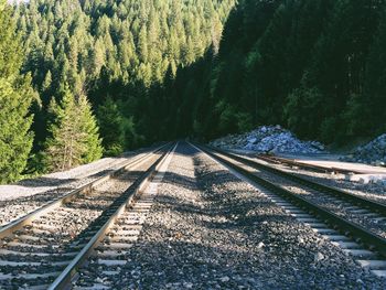 Railroad tracks in forest