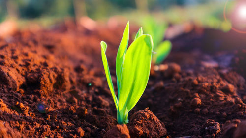 Close-up of plant growing on field