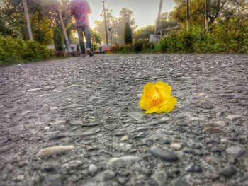 Surface level of yellow flowers